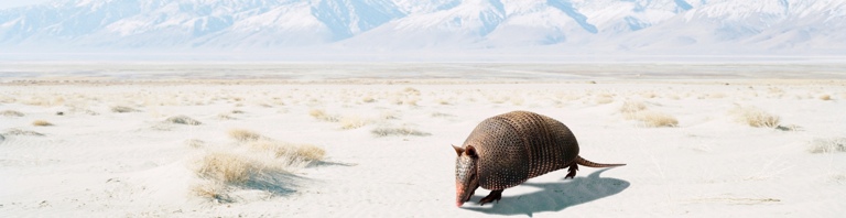 eternityxt_armadillo