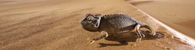 eternityxt_chameleon