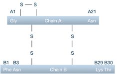 schematic illustration of insulin chains